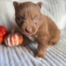 Toto - Red and white male Siberian Husky puppy in London, Ohio from Rose Trail Siberian’s