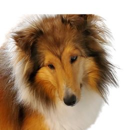 Jolene  - Shetland Sheepdog