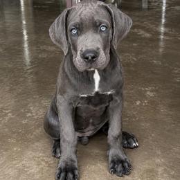 Bonnie - Gray female Cane Corso puppy in Trenton, Texas from Trained To Go Corso Kennels (T.T.G. Corso Kennels)
