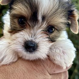 Charlie - Black tan and white male Biewer Terrier puppy in Bunnell, Florida from Royal Biewer and Royal Aussies
