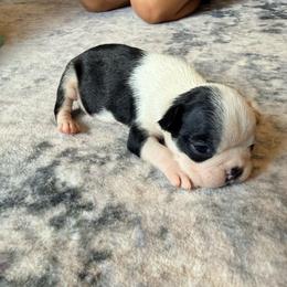 Dolly - Black and white female Boston Terrier puppy in Kentucky from Graceful Paws