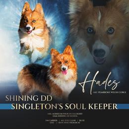 Doberman Pinschers, German Shepherds, and Pembroke Welsh Corgis from Singleton Shepherds