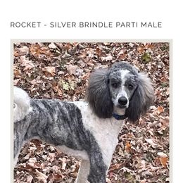 Rocket - Poodle
