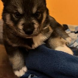 Cinder - Agouti and white female Siberian Husky puppy in Doswell, Virginia from Shinko Siberians