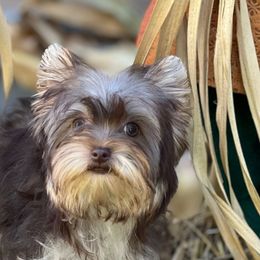 Tessa - Chocolate and tan female Yorkshire Terrier puppy in Decker, Michigan from Diane's Pups