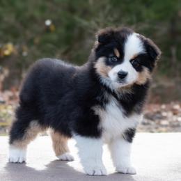 Jasper - Black tri male Miniature American Shepherd puppy in Omaha, Arkansas from Ashland Miniature American Shepherds & Miniature Australian Shepherds