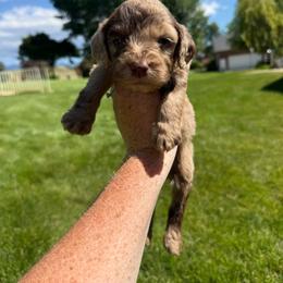 Dark Green - Merle male Springerdoodle puppy in Clifton, Idaho from Little Mountain Springers, Springerdoodles & Poodles