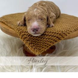 Huxley - Red  male Goldendoodle puppy in State Road, North Carolina from Must Love Doodles