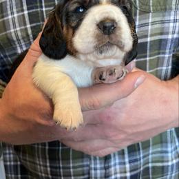 Girl 4 - Black brown and white female Basset Hound puppy in Noblesville, Indiana from Russell Bassets
