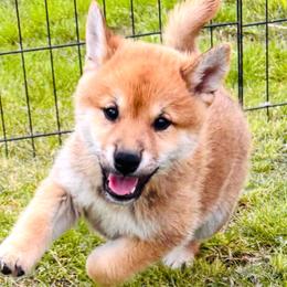 Kaen - Red male Shiba Inu puppy in Chelsea, Oklahoma from Elite Puppies of Oklahoma, LLC