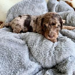 Clarabelle (GUARDIAN HOME) - Merle female Goldendoodle puppy in Taylorsville, Georgia from Sweet Southern Doodles