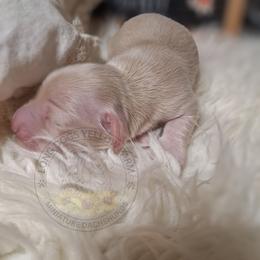 One Cream - Cream female Dachshund puppy in Gordon, Georgia from Long Dogs Yellow Farm