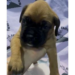 Girl 1 - female Boxer puppy in Taft, Tennessee from Hillbillie Boxers