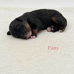 Patty - Phantom female Bernedoodle puppy in Bellville, Ohio from Bernedoodle Buddies