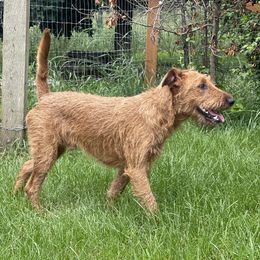 Irish Terrier and Scottish Terrier Puppies from Avonlea Terriers