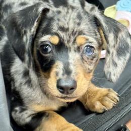 Marley - Dachshund