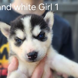 Black and White Girl 1 - Black and white female Siberian Husky puppy in Jonesboro, Arkansas from L & A Animal House Siberian Huskies