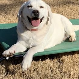 Labrador Retriever All Grown Up from Chateau St. John
