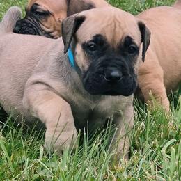 Boy 2 - Brown male Boerboel puppy in Naples, New York from Freedom Boerboels LLC