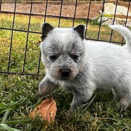 Blue collar Boy 3 - Blue male Australian Cattle Dog puppy in Irvington, Kentucky from Dry Valley’s Australian Cattle Dogs