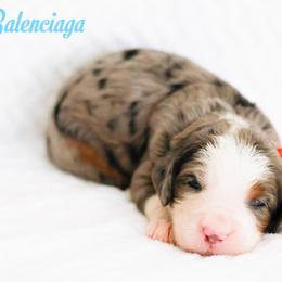 Balenciaga - Blue merle male Bernedoodle puppy in Diamond Bar, California from Furrytaildoodles