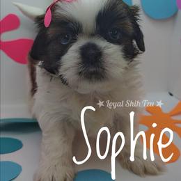 Sophie - Red and white female Shih Tzu puppy in Peoria, Arizona from Loyal Shih Tzu