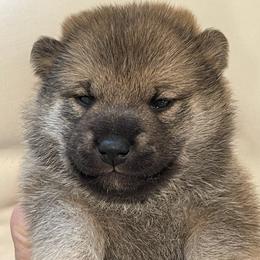 Boy 1 - Red male Shiba Inu puppy in Milton, Florida from Moonlight Shibas
