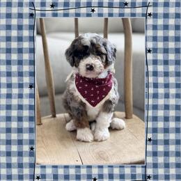 America - Blue merle female Bernedoodle puppy in Central, Arizona from Cotton Lane Puppies