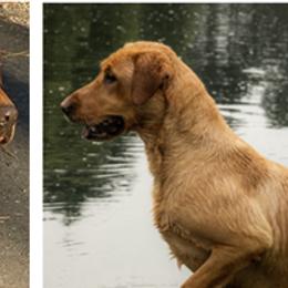 Labrador Retrievers from Dan Roehl