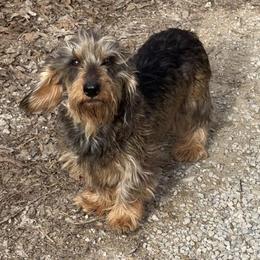 Cece - Dachshund