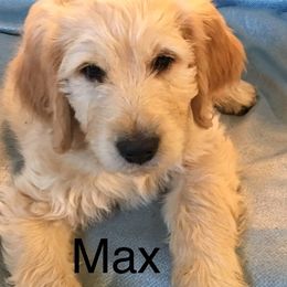 Goldendoodle Puppies from CharLia's Holistic English Cream Golden Retrievers & Doodles
