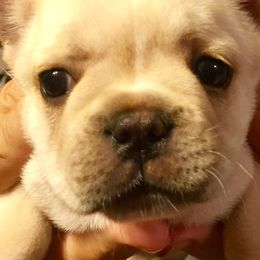 Bulldog and French Bulldog Puppies from DJs Bulldogs