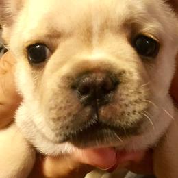 Bulldog and French Bulldog Puppies from DJs Bulldogs