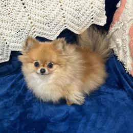 Designs Bingo AKC Registered, spayed due to very small size - Red sable female Pomeranian puppy in Jefferson City, Missouri from MJ’s Pomeranians