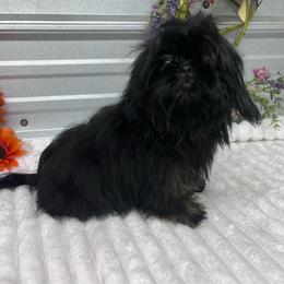 SB MIckey - Black and tan male Shih Tzu puppy in Elgin, South Carolina from Silver Bells Paw Prints