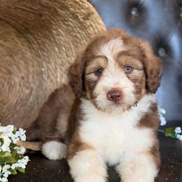 Deacon - Has Videos - Brown and white male Aussiedoodle puppy in Troy, South Carolina from Lana Corley- Australian Shepherds of 3/W Farms