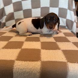 Bruno - Piebald male Dachshund puppy in Aurora, Missouri from Baker Farms