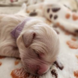 Girl 3 Lavender (please read description) - Light golden female Golden Retriever puppy in Phoenix, Maryland from Tamarind Goldens