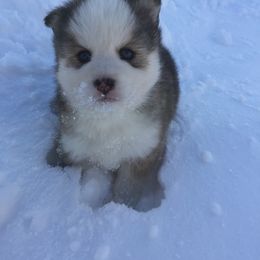 Pomsky Puppies from Dakota Pomskies
