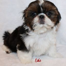 Shih Tzu Puppies from Zeebee Tzus
