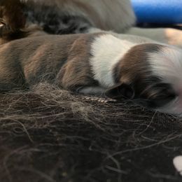 Australian Shepherd Puppies from Lil' Blue Blessings