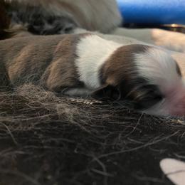 Australian Shepherd Puppies from Lil' Blue Blessings