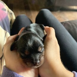 Mowgli - Black and tan male Cavalier King Charles Spaniel puppy in St. Cloud, Minnesota from Embricks Cavaliers