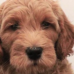 Goldendoodle Puppies from Serene Canyon Doodles