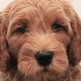 Goldendoodle Puppies from Serene Canyon Doodles