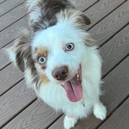 Miniature Australian Shepherds from Briar Hill Farm