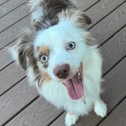Miniature Australian Shepherds from Briar Hill Farm