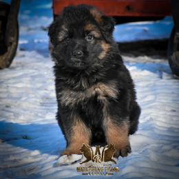 German Shepherd Puppies from Vom Wolfgang Roma Kennels