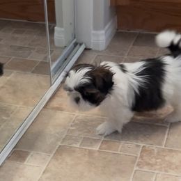 Shih Tzu Puppies from Ashley Haynes