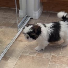 Shih Tzu Puppies from Ashley Haynes